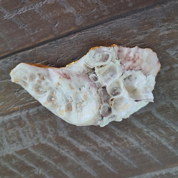 Blue and White Print With Gold Trim Oyster Shell Trinket Holder - Picture 6 of 6